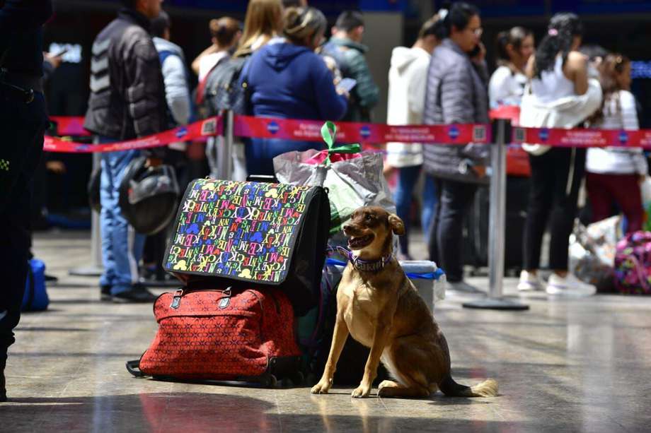 En Colombia cada vez es más común viajar con su perro o gato. 