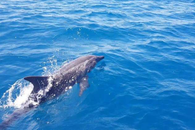 Los delfines podrían reconocerse por medio del sabor de la orina