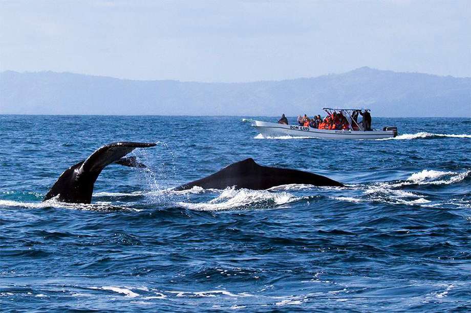 Imagen de referencia. Desde 2017, no se veía a una cría de ballena junto a su madre en las costas catalanas. 