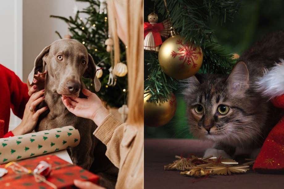 Las mascotas también merecen celebrar la navidad de este 2022. Estas son ideas de regalos de navidad para perros y gatos.
