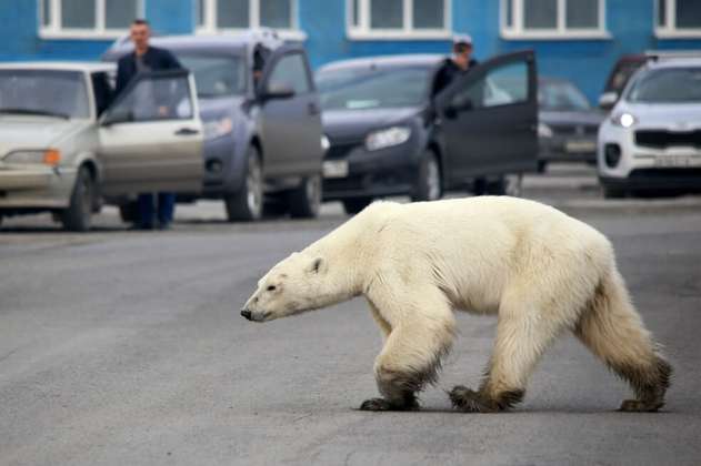 Capturan a la osa polar hambrienta que deambulaba por las calles de ciudad rusa