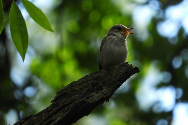 Recuerdos implantados en pájaros cantores dan pistas para conocer mejor el autismo