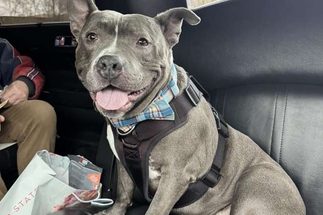 Un rey: él es Chester, el perro adoptado que llegó a su nuevo hogar en limusina