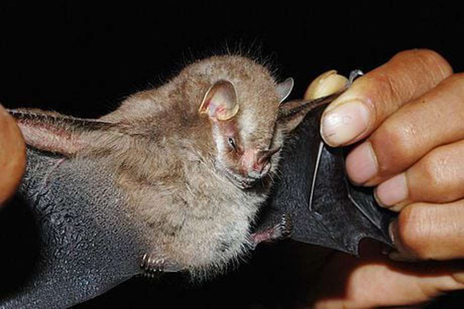 Los murciélagos que comen fruta son claves para regenerar los bosques.