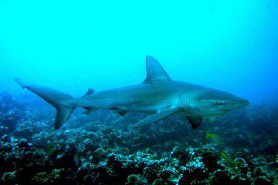 Shark Allies ha podido confirmar hasta ahora que 17 de las vacunas que se están desarrollando contra el COVID-19 usan coadyuvantes y cinco contienen escualeno de tiburón.