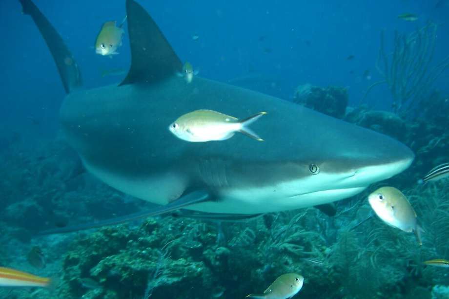 Imagen del "Carcharhinus perezi", conocido como tiburón gris de arrecife.  / Wikimedia - Creative Commons - William Eburn