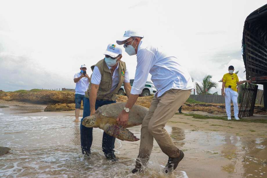 Tras realizar las valoraciones pertinentes, la autoridad ambiental informó que las tortugas habían sido liberadas en las playas de Manaure, La Guajira.