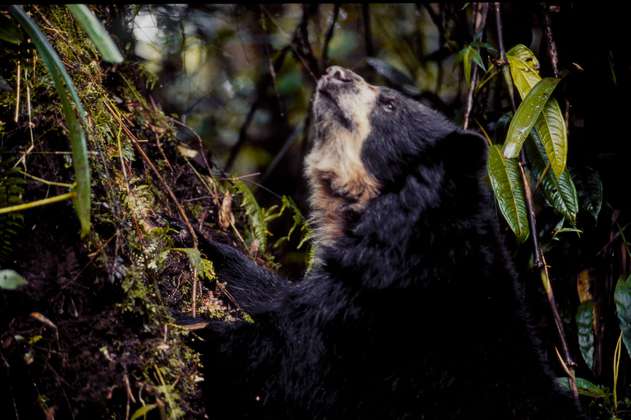 El problema que revela el primer caso de oso andino con moquillo registrado en Colombia