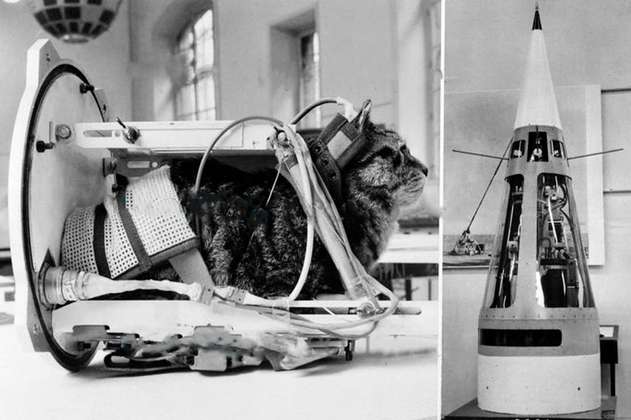 No solo el chimpancé de la NASA: Félicette, el viaje del primer gato en el espacio