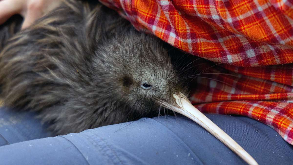 What is New Zealand doing to save and protect its iconic bird, the kiwi?  |  News today