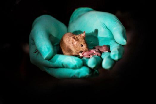 Crías sanas de ratón nacidas de dos madres.  / Leyun Wang - Agencia Sinc