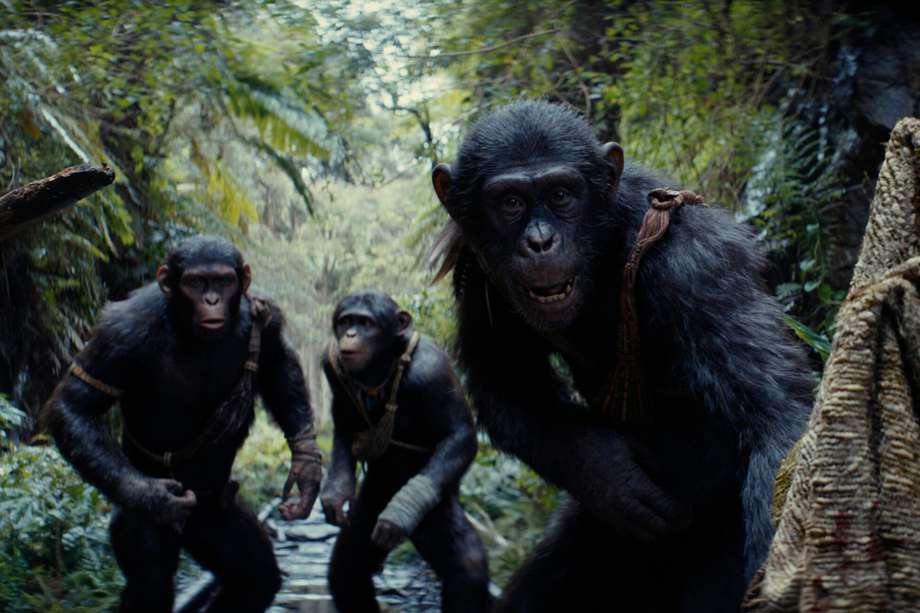Algunos datos para antes de ver “El Planeta de los Simios: Nuevo Reino” |  El Espectador