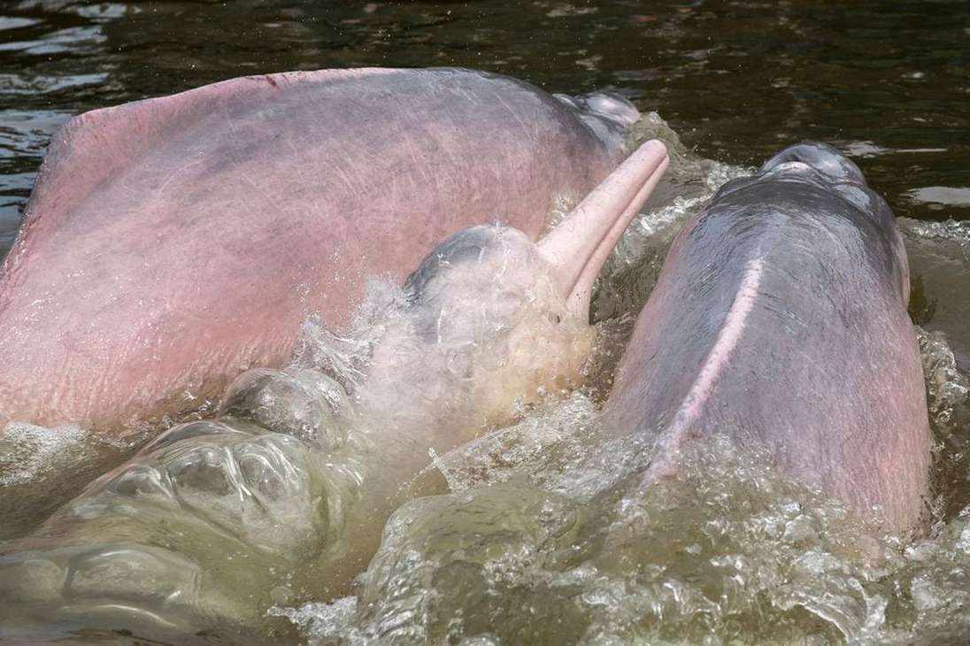 Delfines de la especie Inia geoffrensis, conocidos como delfines rosados del Amazonas. Según la UICN, estos animales se encuentran En Peligro.