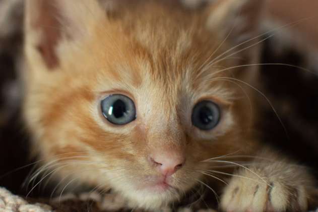 Gatos naranjas: ¿qué raza de felinos son?