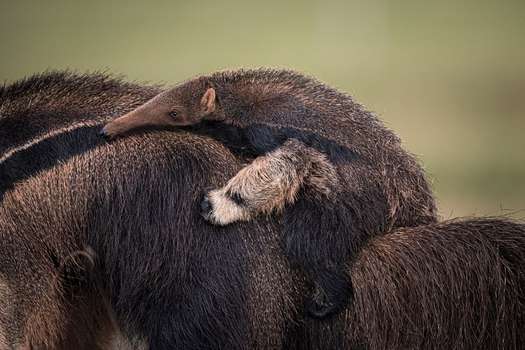 Los hormigueros suelen cargar a sus crías en la espalda. 
