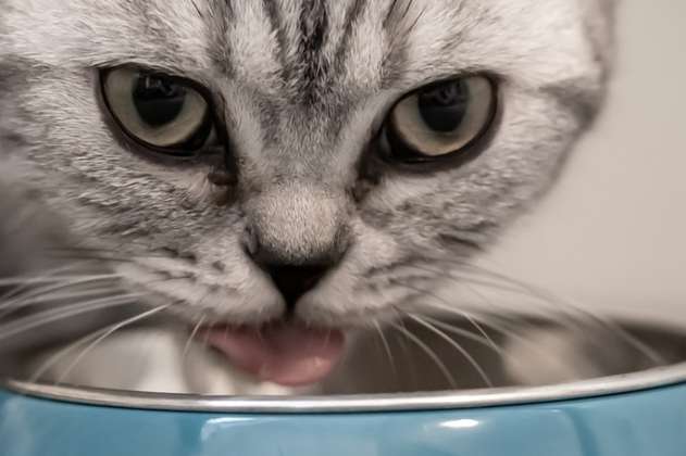 ¿Por qué los gatos tocan el agua con su pata antes de beberla?