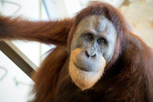 Al parecer aprendió la habilidad durante su tiempo como un orangután de entretenimiento, pues ha aparecido en varias películas y comerciales publicitarios. / Zoológico de Indianápolis