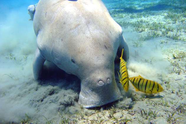 Dugongo: mamífero marino que inspiró mitos sobre sirenas se extinguió en China
