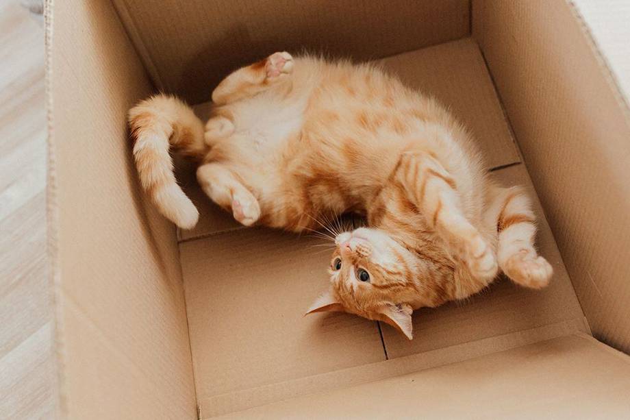 La ciencia encontró la razón por la que a tu gato le encanta meterse en cajas