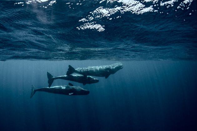 Arranca un proyecto para descifrar las conversaciones entre ballenas