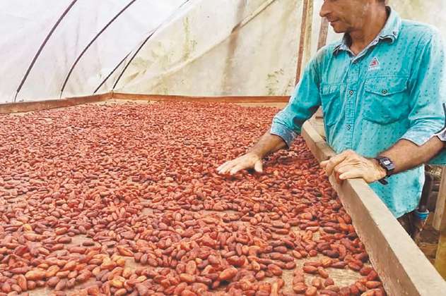 El cacao que se la juega por el comercio justo y los campesinos