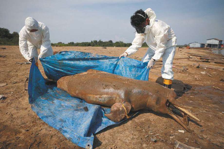 En el lago Tefé, de los 155 animales que murieron, el 84,5 % eran delfines rosados, mientras que el restante 15,5 % era tucuxi.