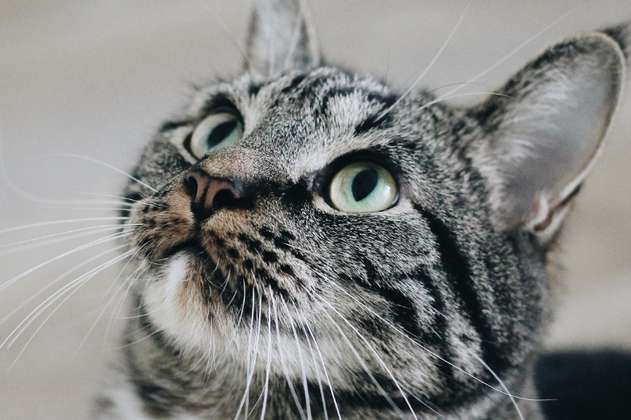 Razas de gatos: ¿cuál es la más común?