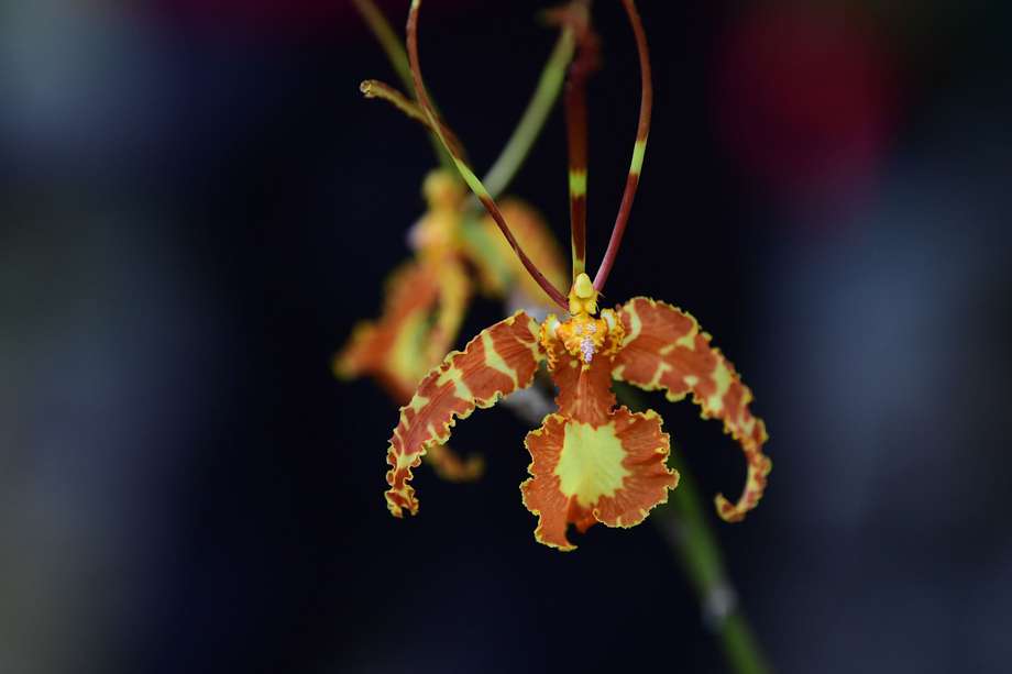 La flor de Bogotá es una orquídea epífita grande y de clima frío, nativa de Colombia. Se encuentra típicamente en los bosques nublados húmedos a lo largo de las laderas de los Andes, a elevaciones de 2000 a 3000 metros.