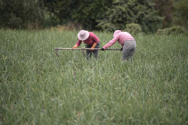 Cebolla de contrabando pone en riesgo los cultivos en el Catatumbo: Minagricultura