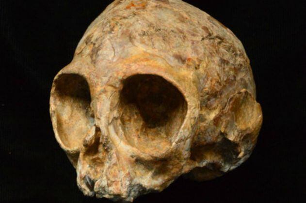 Cráneo de 13 millones de años, pista del antiguo ancestro común de monos y humanos