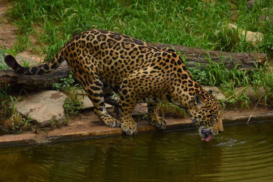 En los últimos tres meses siete jaguares han sido cazados en el país, según la Fiscalía General de la Nacion. 
