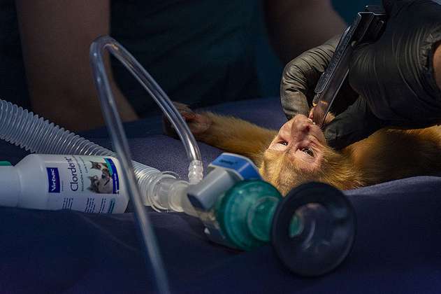 En fotos: la cirugía a un mono víctima de tráfico ilegal 