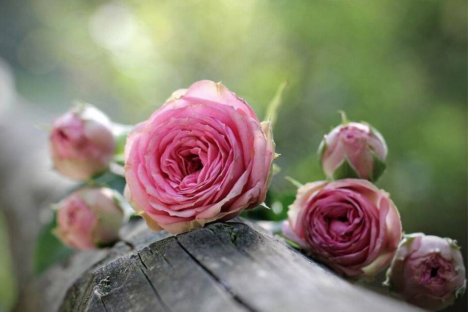 Estos sencillos consejos permitirán que tus flores tengan más vida en el florero