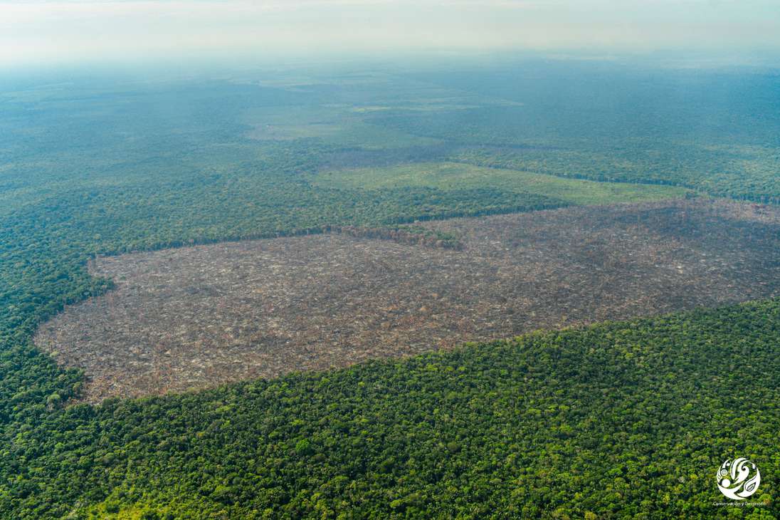 El 5 de abril de 2018, la Corte Suprema de Justicia declaró a la Amazonía como sujeto de derechos. Una de sus órdenes fue reducir la deforestación en la selva.