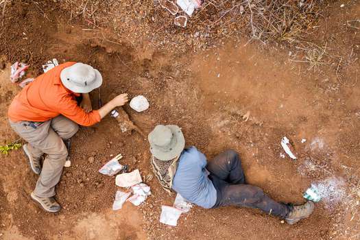 Los científicos Sterling Nesbitt (izquierda) y Christopher Griffin (derecha) excavando en el lugar donde encontraron los fósiles.