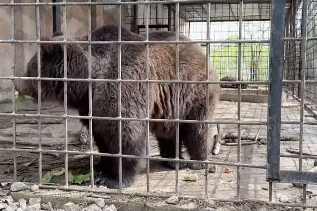 Luto en Crimea: 200 animales mueren tras el incendio de un zoológico