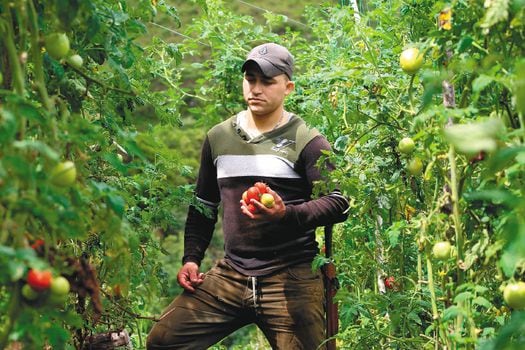 Ramiro Elías Calle, uno de los beneficiarios del proyecto de Comfenalco Antioquia y ACNUR, lidera un cultivo de tomate bajo invernadero en la vereda La Florida. / Cortesía: Comfenalco Antioquia