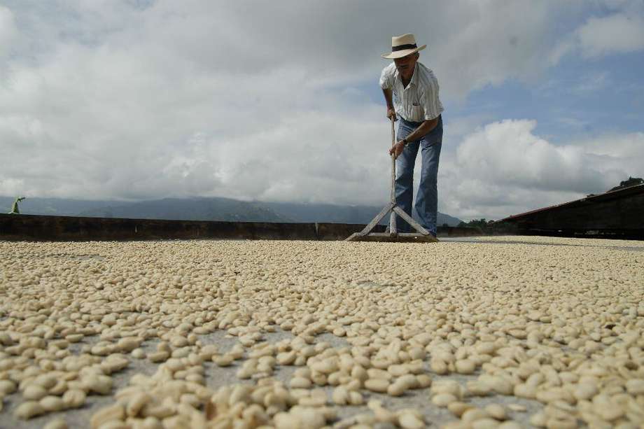 Producción cafetera llegará a 14,2 millones de sacos en 2017