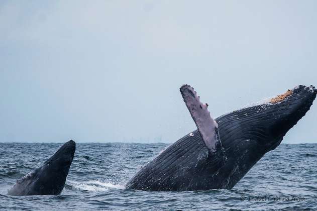Hermosas pero amenazadas: las ballenas jorobadas que llegan al Pacífico colombiano
