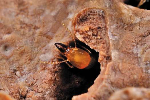 Termita subterránea asiática (Coptotermes gestroi) en nido de cartón. C. gestroi es una termita que se alimenta de madera. / Thomas Chouvenc