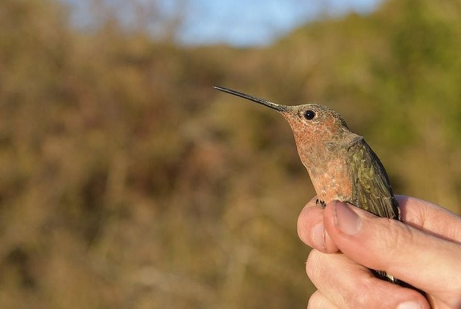 Descubren la especie de colibrí más grande del mundo