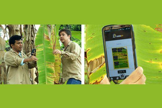 Los agricultores pueden usar la aplicación Tumaini para escanear fotos de plantas de banano e identificar posibles enfermedades.  / CIAT