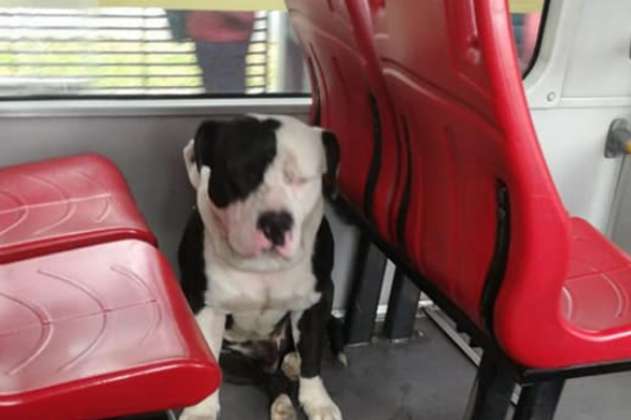Amarrado a una silla en Transmilenio, encuentran perro que habría sido abandonado