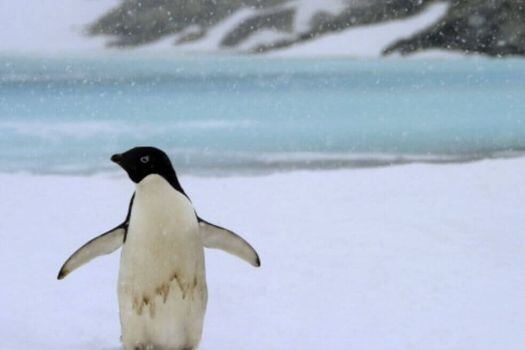 La colonia más grande de pingüinos emperador estaría disminuyendo significativamente desde hace tres años aproximadamente.  / EFE