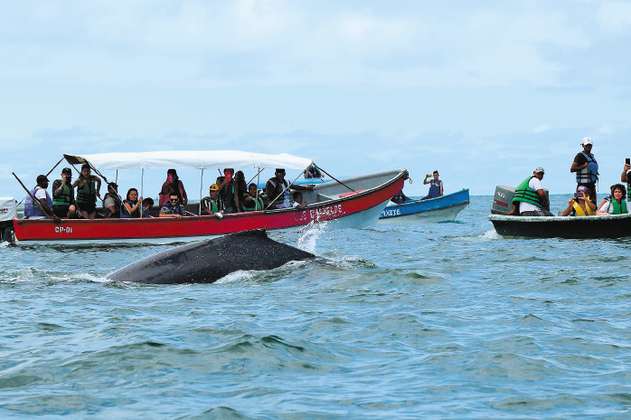 Avistamiento de ballenas en el Pacífico: de oportunidad a una amenaza 