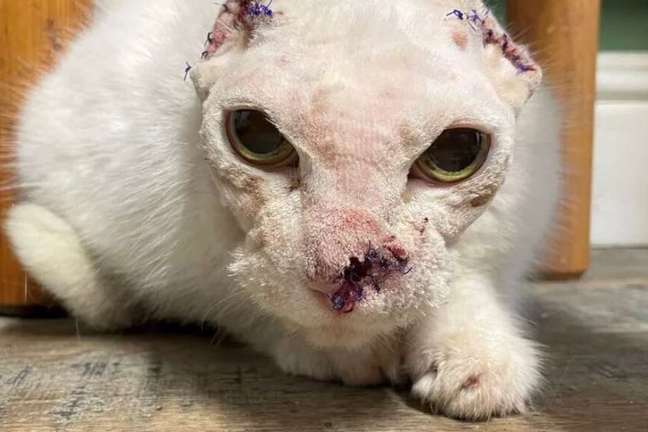 Esta felina recibió tratamiento para cáncer por parte de veterinarios desinteresados que sabían que se trataba de una mascota abandonada.