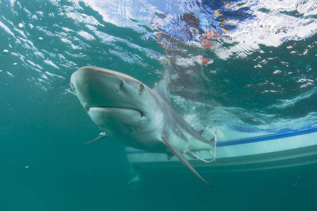 Video: Así fue el momento en el que un tiburón mordió a un pescador en Florida