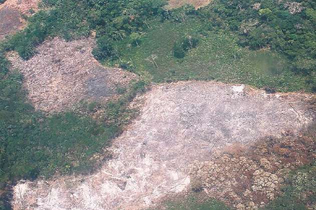 Caquetá, el departamento con mayor deforestación en 2018