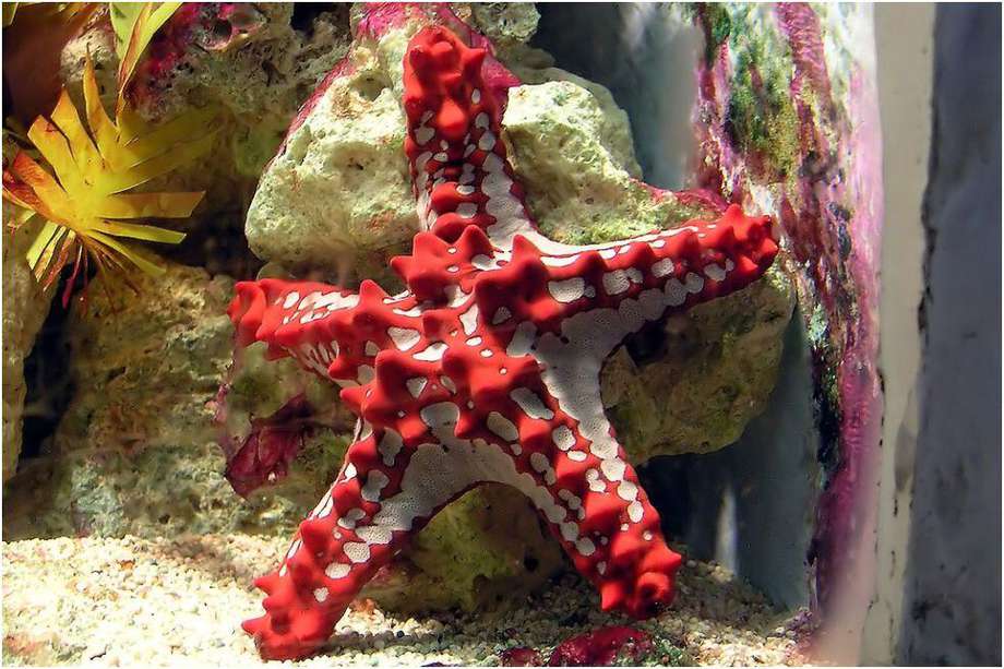 Los equinodermos, como las estrellas de mar, son especies que tienen el cuerpo dividido en cinco partes iguales.