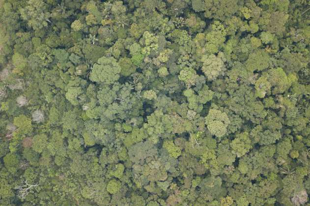 Diálogo con la Amazonía: una apuesta necesaria para salvar el planeta
